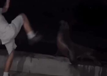 Investigan agresión contra un león marino y crecen llamados para reforzar la vigilancia en La Jolla Cove