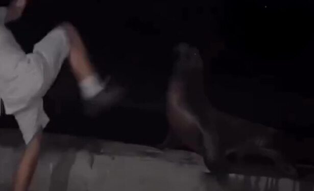 Investigan agresión contra un león marino y crecen llamados para reforzar la vigilancia en La Jolla Cove