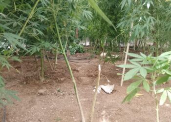 Aseguran plantío de marihuana en San Quintín, no hay detenidos