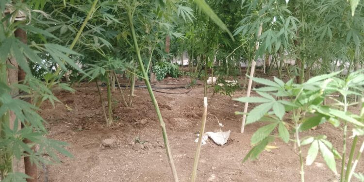 Aseguran plantío de marihuana en San Quintín, no hay detenidos