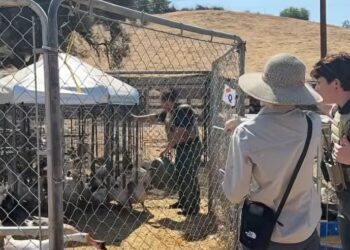 Condado de San Diego rescata más de 820 aves y dos perros en Valley Center