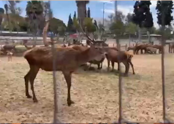 Ayuntamiento de Tijuana busca reubicar algunos animales del Parque Morelos al Zoológico de San Diego