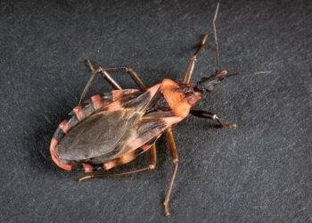 San Diego confirma primer caso local de Chagas