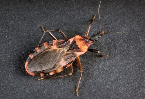San Diego confirma primer caso local de Chagas