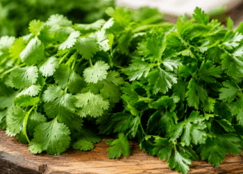 Vinculan hierbas mexicanas con brote de Cyclospora