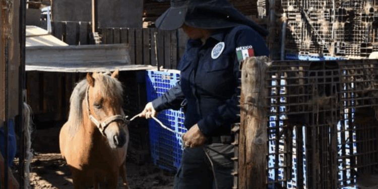 FGE rescata a pony por presunto maltrato animal