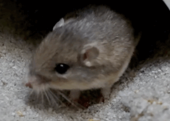Liberan nueve ratones de bolsillo en Camp Pendleton para salvar a la especie