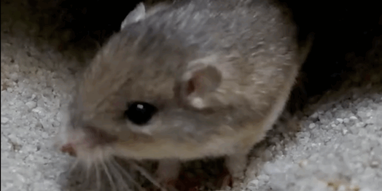 Liberan nueve ratones de bolsillo en Camp Pendleton para salvar a la especie