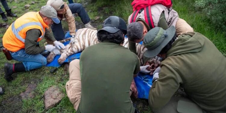 Muere durante operativo tigre que escapó en Estado de México