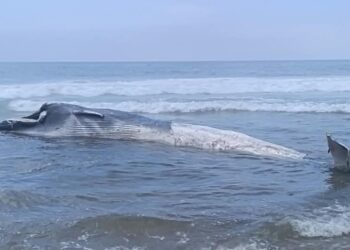 Ballena es hallada sin vida en Playas de Tijuana