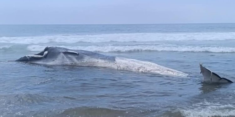 Ballena es hallada sin vida en Playas de Tijuana