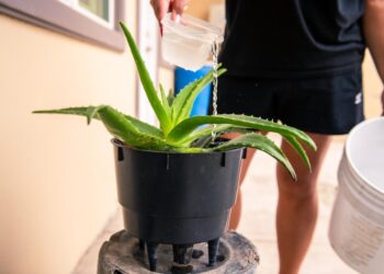 CESPT recomienda uso consciente del agua ante altas temperaturas en Tijuana