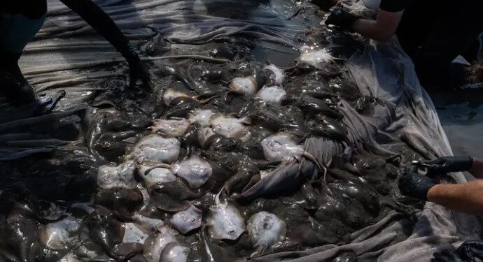 Ola de calor y aguas cálidas aumentan ataques de mantarrayas en costas de California