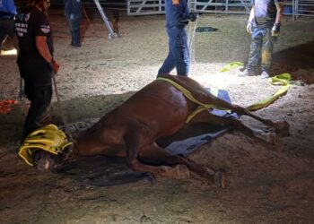 Yegua de 28 años es rescatada tras quedar atrapada en drenaje en Valley Center