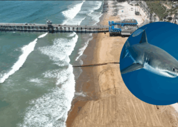 Científicos documentan aumento de tiburones en costas de San Diego