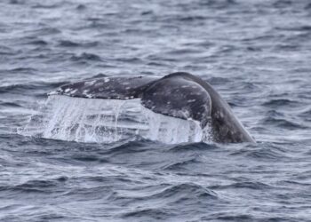 Ballena gris conecta Baja California Sur con el Ártico durante histórica expedición mexicana