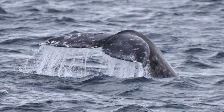 Ballena gris conecta Baja California Sur con el Ártico durante histórica expedición mexicana