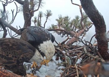 Shadow, pareja de Jackie, aparece con una nueva águila en Big Bear