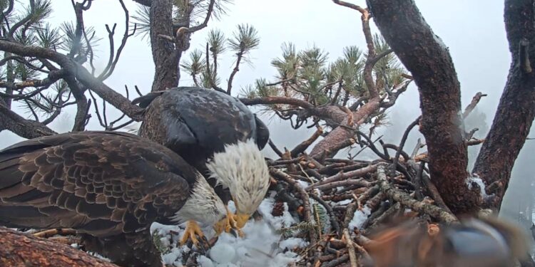 Shadow, pareja de Jackie, aparece con una nueva águila en Big Bear