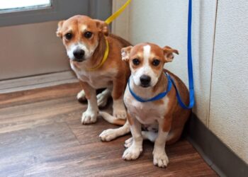 San Diego Humane Society recibe nueve perros y enfrenta saturación crítica