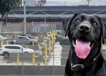México endurece ingreso de perros desde Estados Unidos