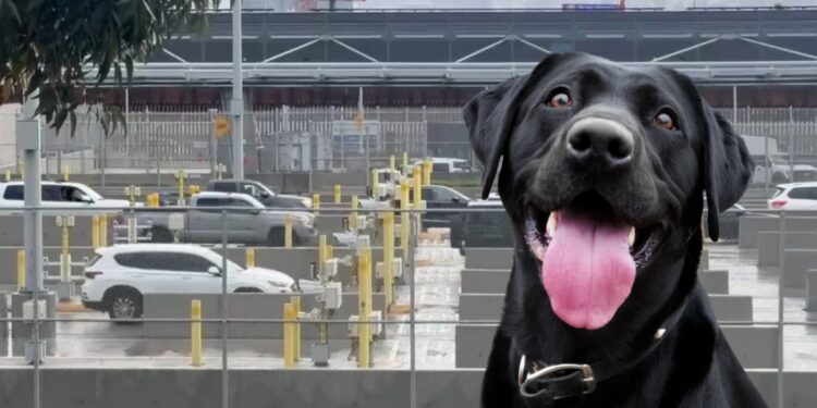 México endurece ingreso de perros desde Estados Unidos