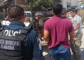 Rescatan a tres perros dentro de vehículo abandonado en Tijuana