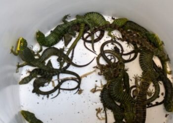 Arrestan a dos personas en San Diego por tráfico de reptiles protegidos entre México y EUA