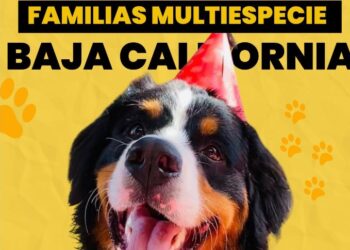 Jueza federal reconoce a las familias multiespecie en caso de Ámbar en Baja California