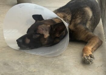 Apuñalan a K-9 del Sheriff durante detención en Escondido