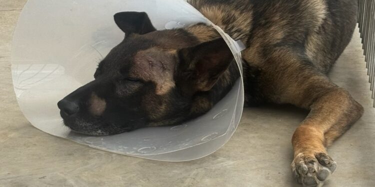 Apuñalan a K-9 del Sheriff durante detención en Escondido