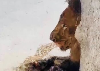Aseguran a un león con heridas de arma de fuego en Tijuana, investigan procedencia ilegal
