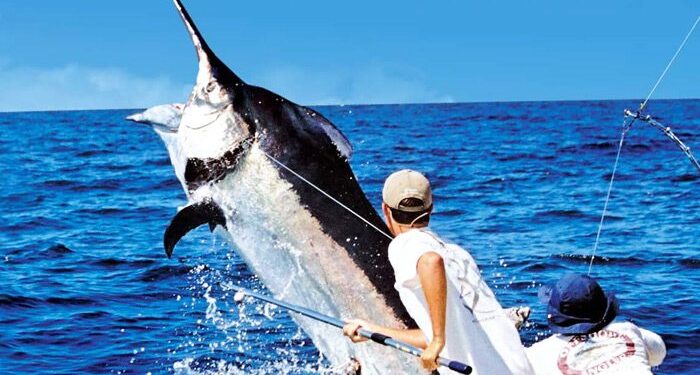 Marlín azul de 648 libras rompe récord en Fisherman’s Landing de San Diego