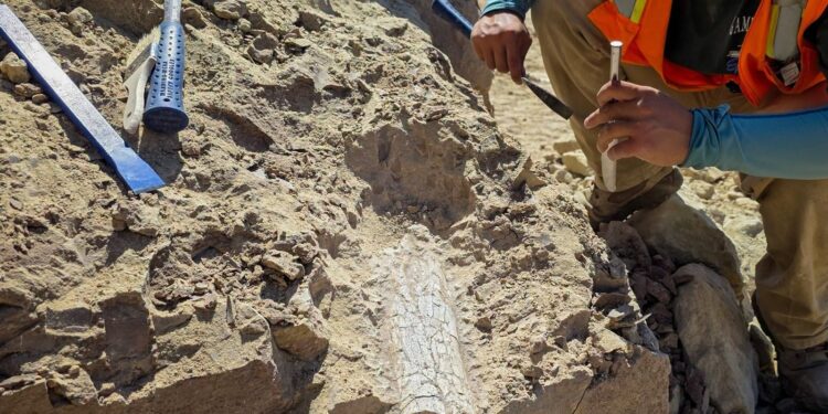 Descubren en Oceanside fósiles de mamífero de hasta 45 millones de años