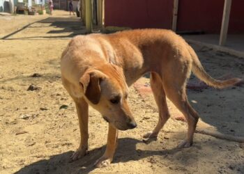 74 perros en Tijuana necesitan el apoyo de la comunidad