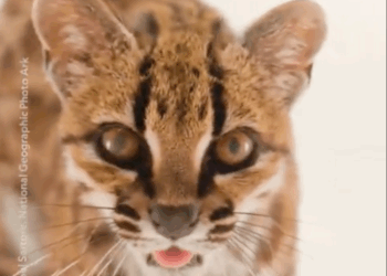 Confirman en Bolivia la primera nueva especie de felino descubierta en más de un siglo
