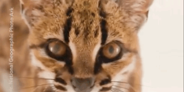 Confirman en Bolivia la primera nueva especie de felino descubierta en más de un siglo