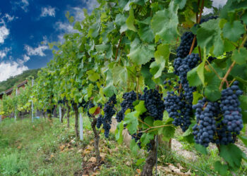 Productores de uva en California enfrentan crisis por caída en ventas de vino