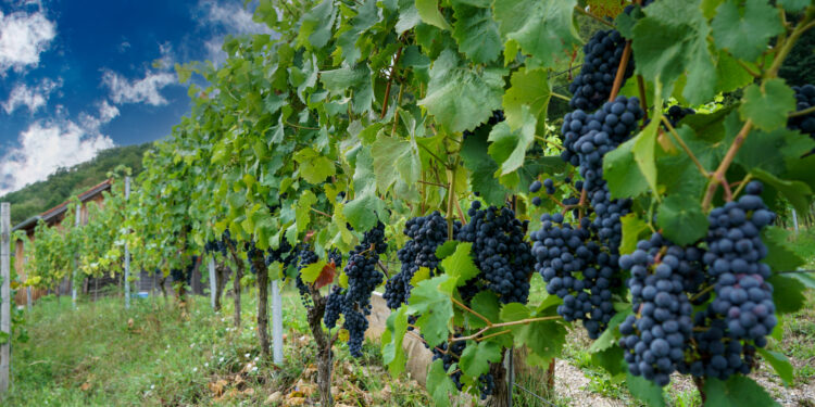 Productores de uva en California enfrentan crisis por caída en ventas de vino