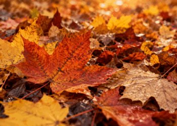 ¿Cuándo empieza el otoño 2026? El equinoccio llega el 22 de septiembre