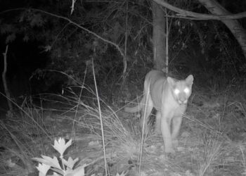 Aumentan avistamientos de pumas en Mission Trails Regional Park