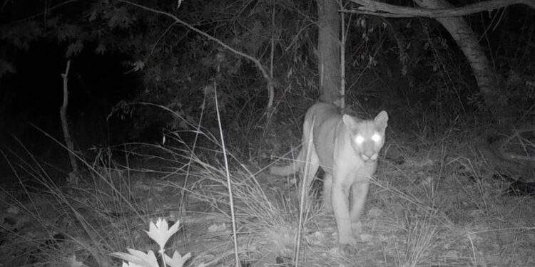 Aumentan avistamientos de pumas en Mission Trails Regional Park