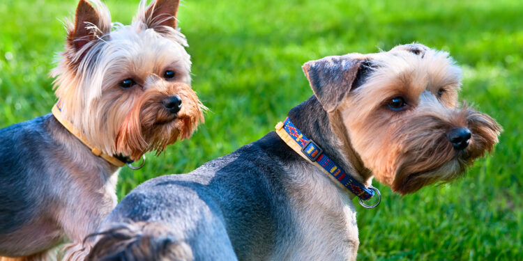 Tijuana lleva jornadas de vacunación para mascotas a las nueve delegaciones