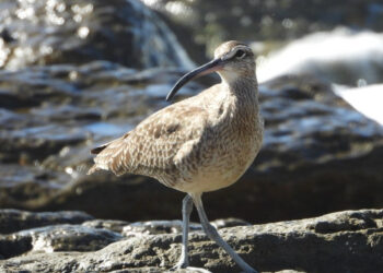 Bahía de San Diego recibe aves migratorias en plena temporada de otoño