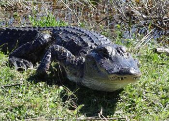 Caimán arrastra y mata a un pescador de 71 años en un parque de Florida