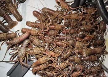 Detienen a pescadores con 49 langostas ilegales en Isla Catalina
