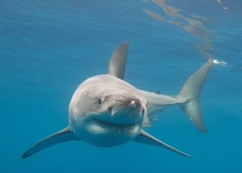 Alerta en Huntington Beach por tiburón blanco con comportamiento agresivo