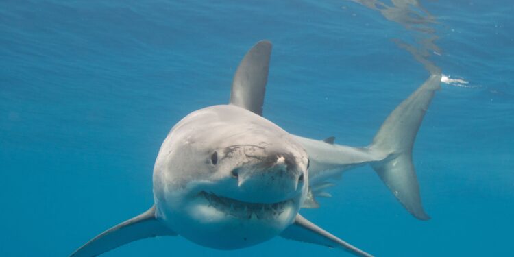 Alerta en Huntington Beach por tiburón blanco con comportamiento agresivo